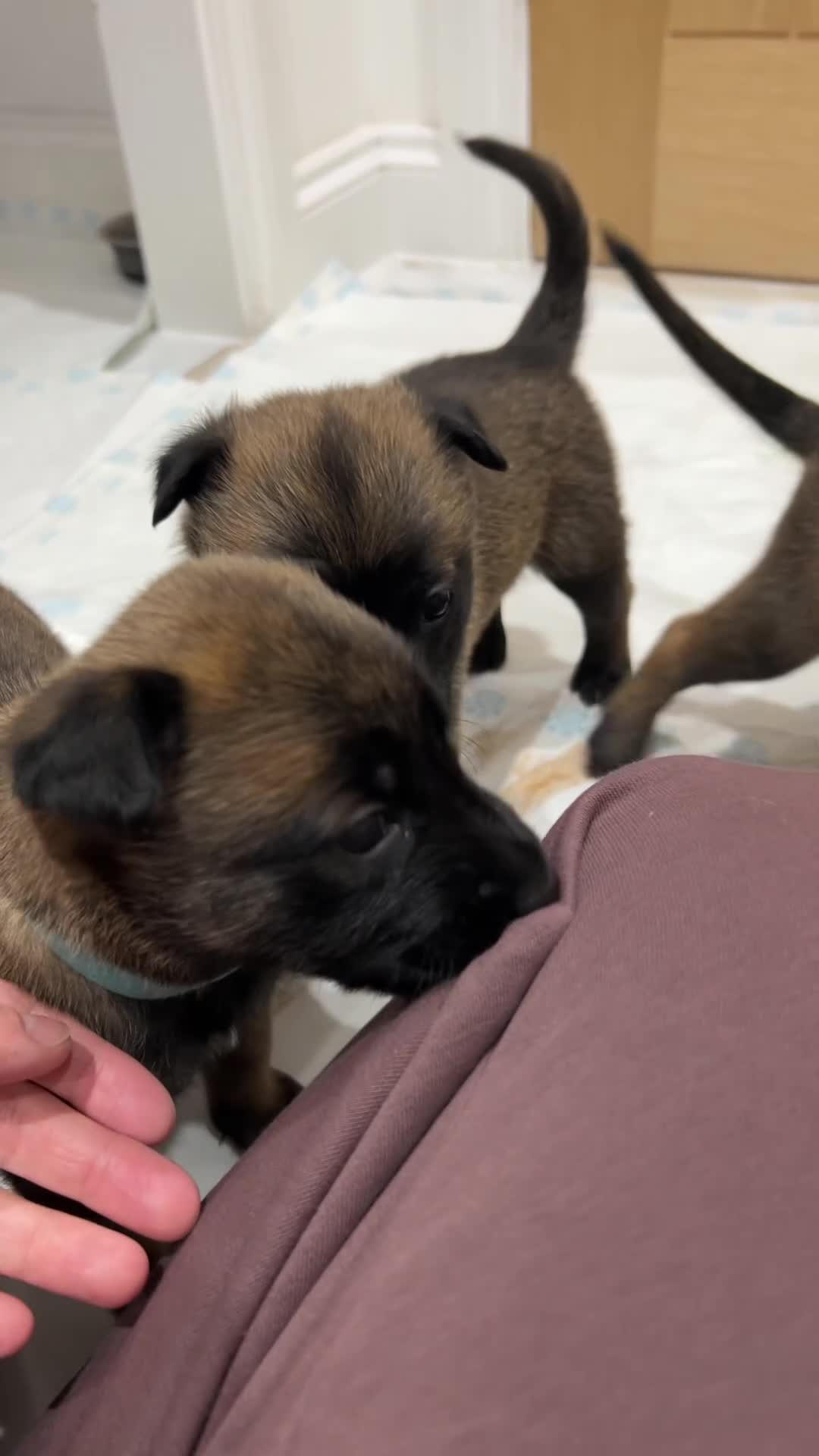 Belgian Shepherd Dog dogs for sale: Belgian Malinois puppies  - Video 3