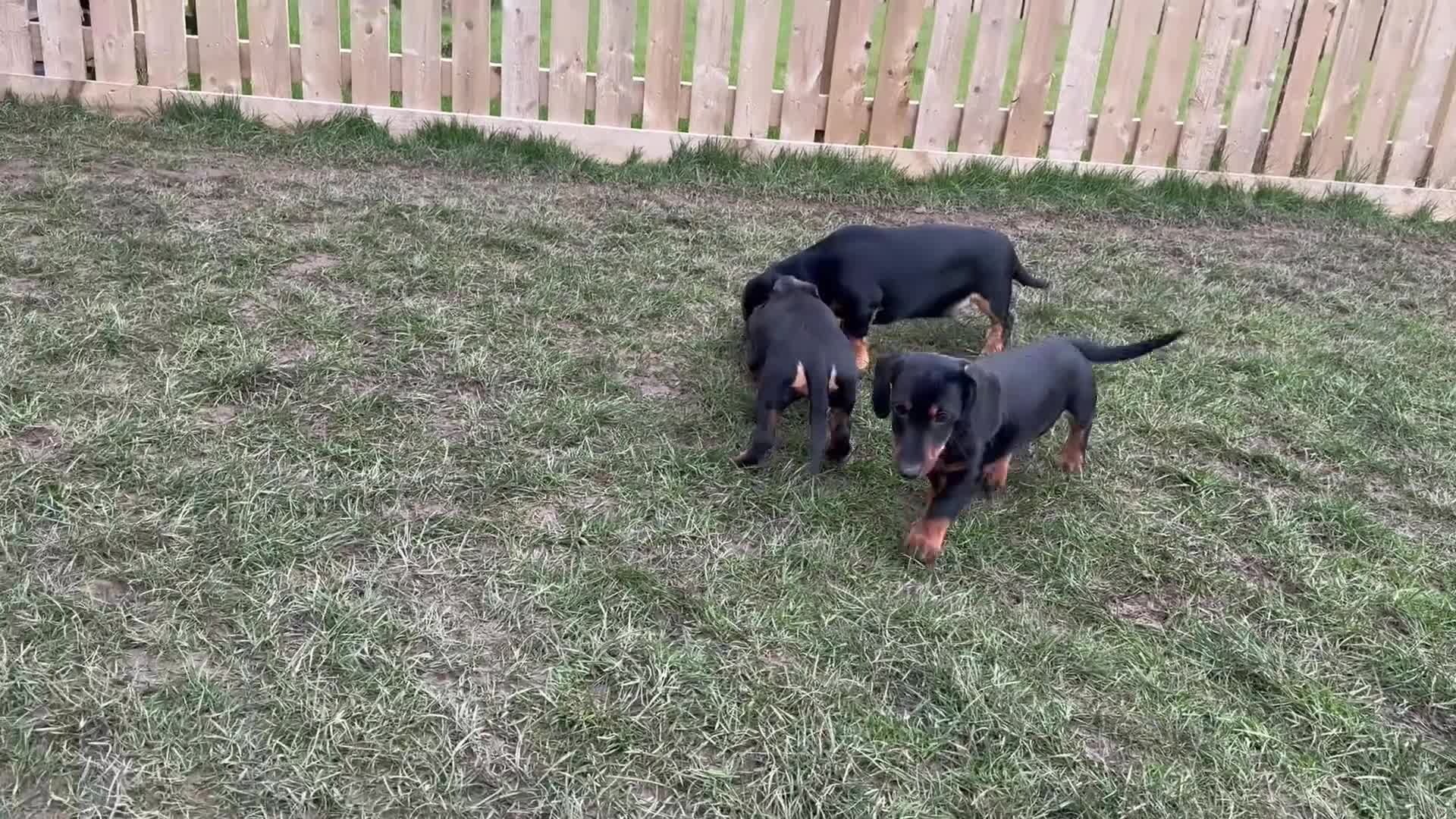 Dachshund dogs for sale: Dachshund puppies standard, wired-haired & smooth - Video 2