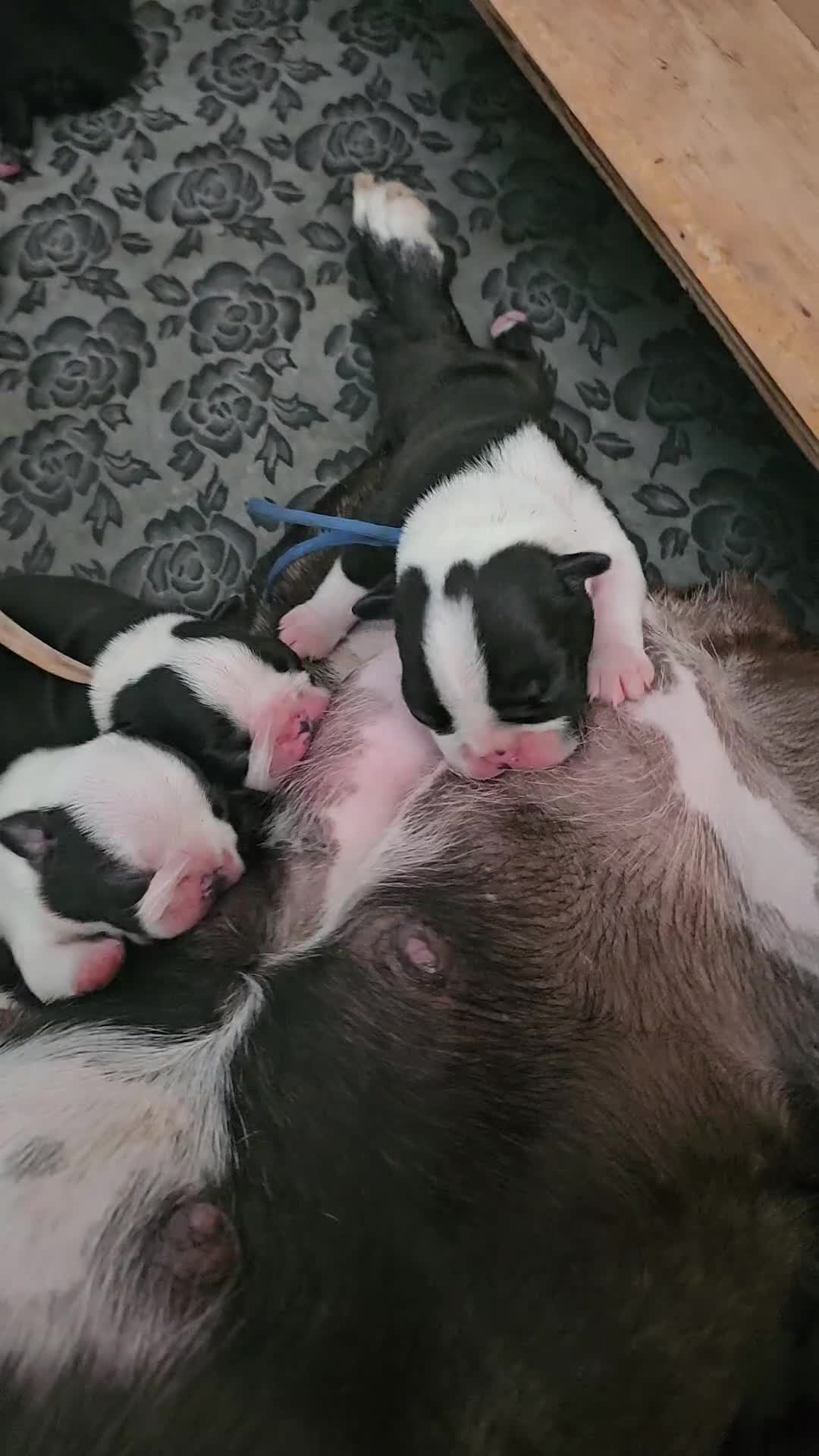 Boston Terrier dogs for sale: REDUCED!! Boston terriers DELIVERY!. - Video 2