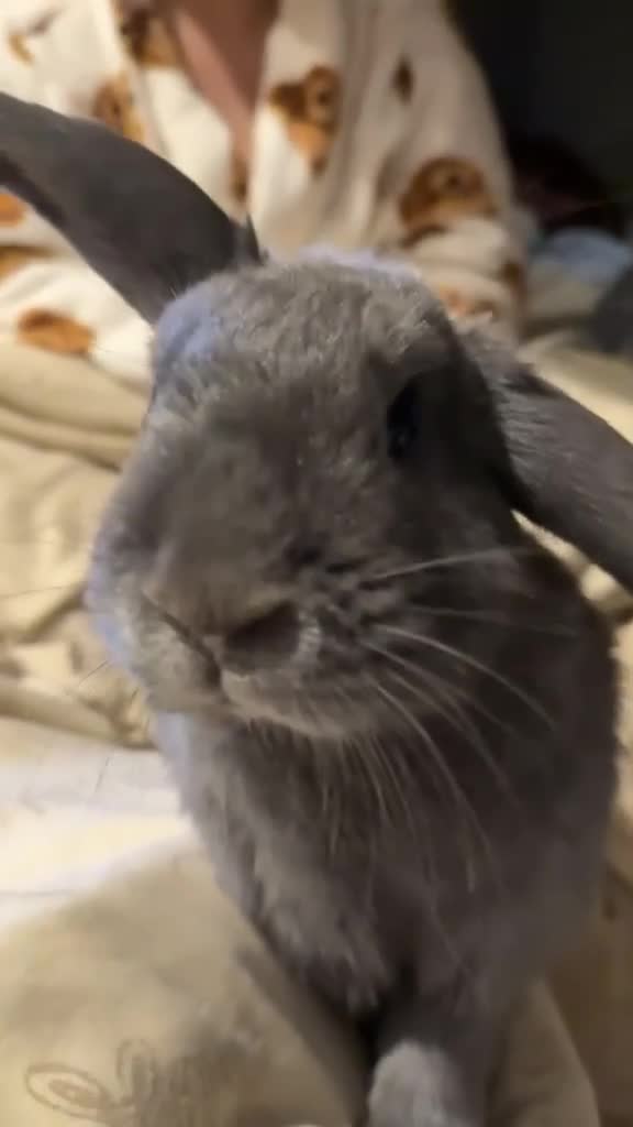 Mixed Breed rabbits for sale: Rabbits for sale  - Video 2