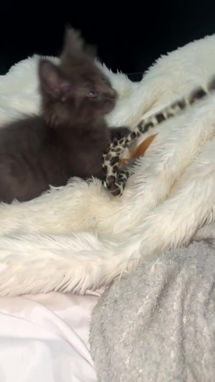 Mixed Breed cats for sale: Maine coon x ragdoll - Video 1