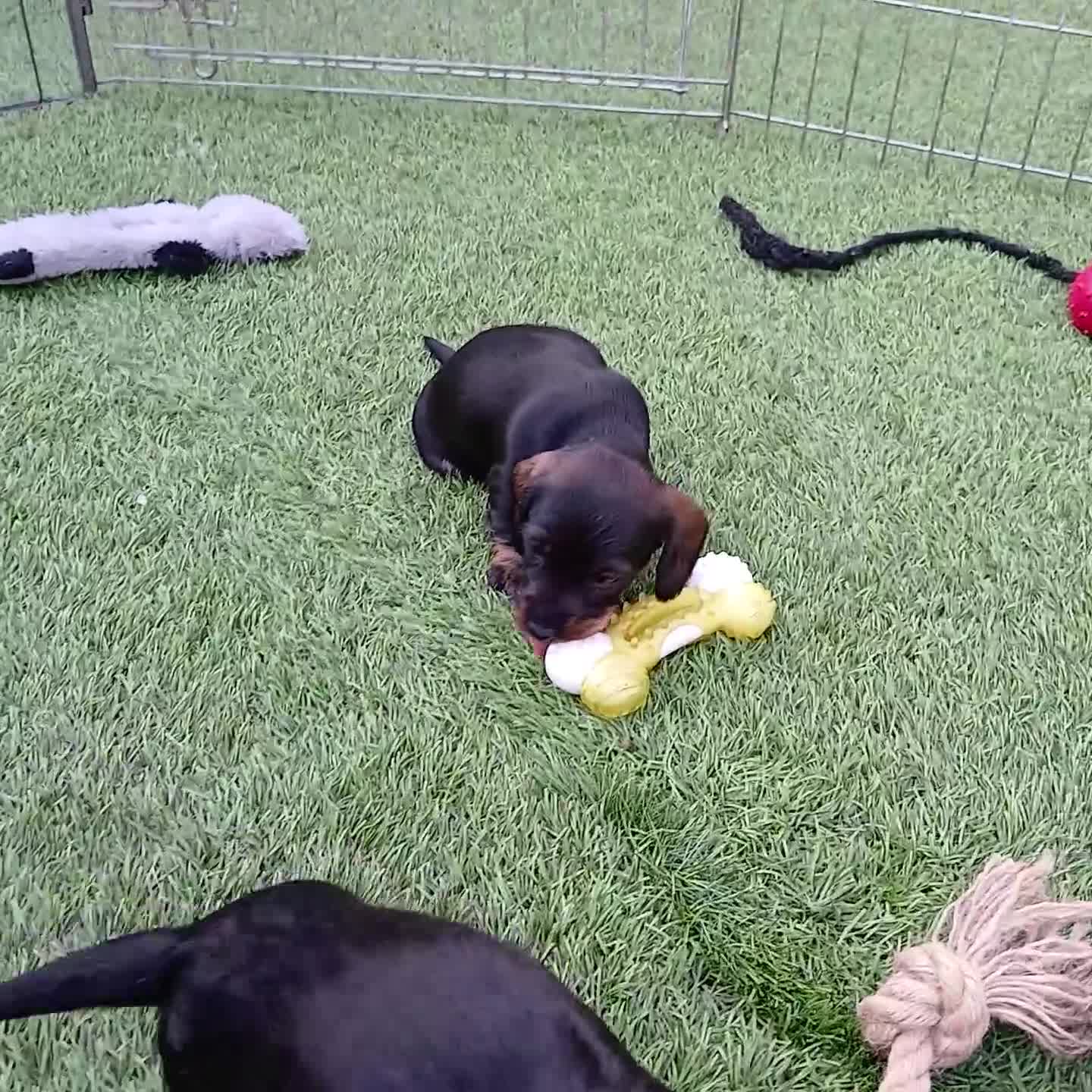 Miniature Dachshund dogs for sale: Miniature Wirehaired Dachshund  - Video 2