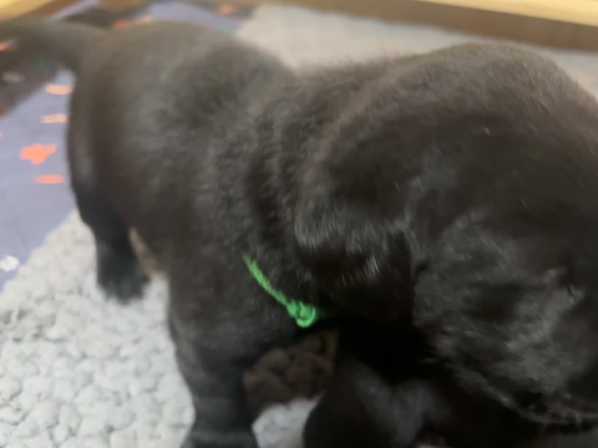 Labrador Retriever dogs for sale: Black KC Lab puppies - Video 2