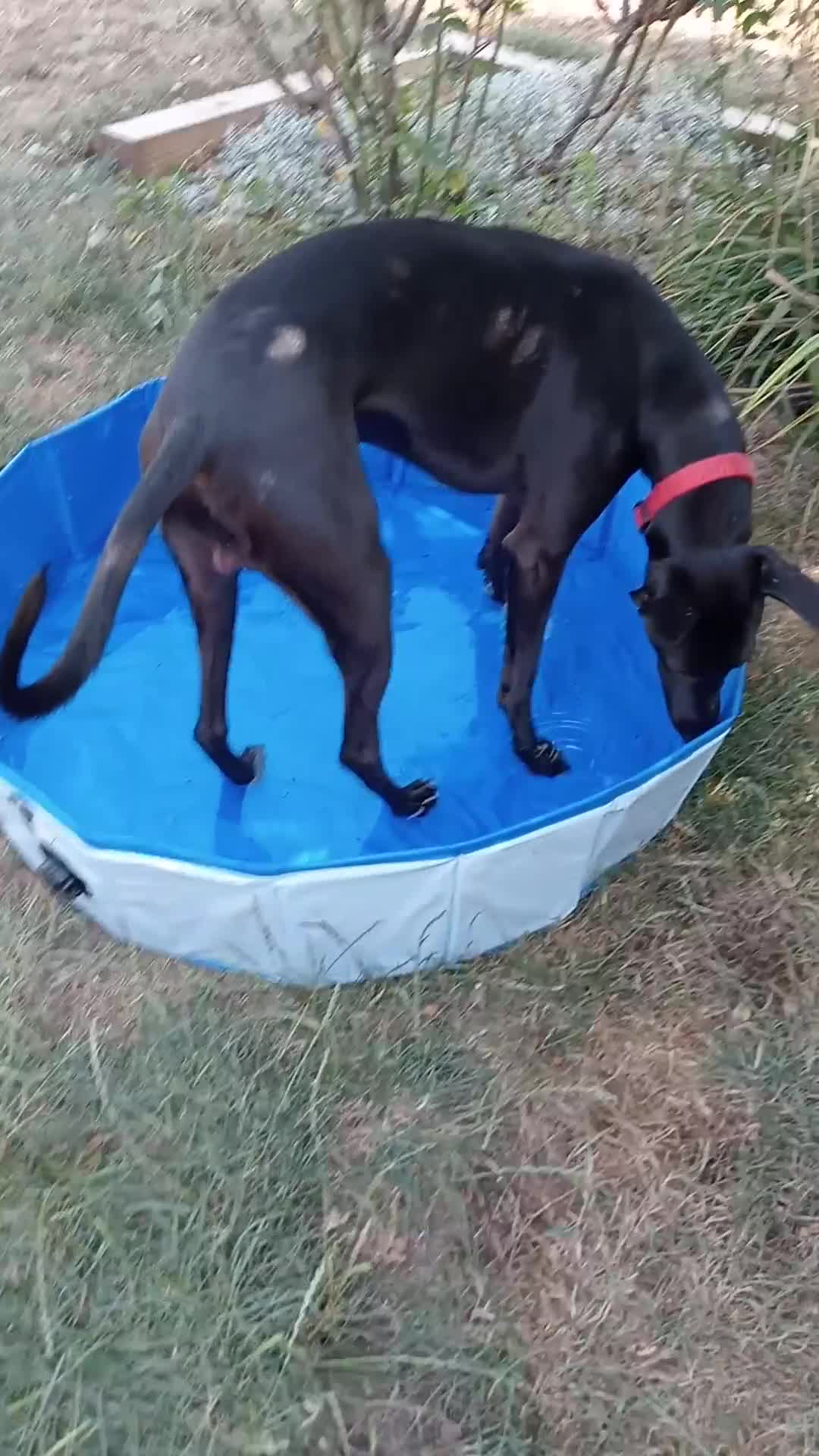 Whippet dogs for sale: 15 month old male whippet - Video 1
