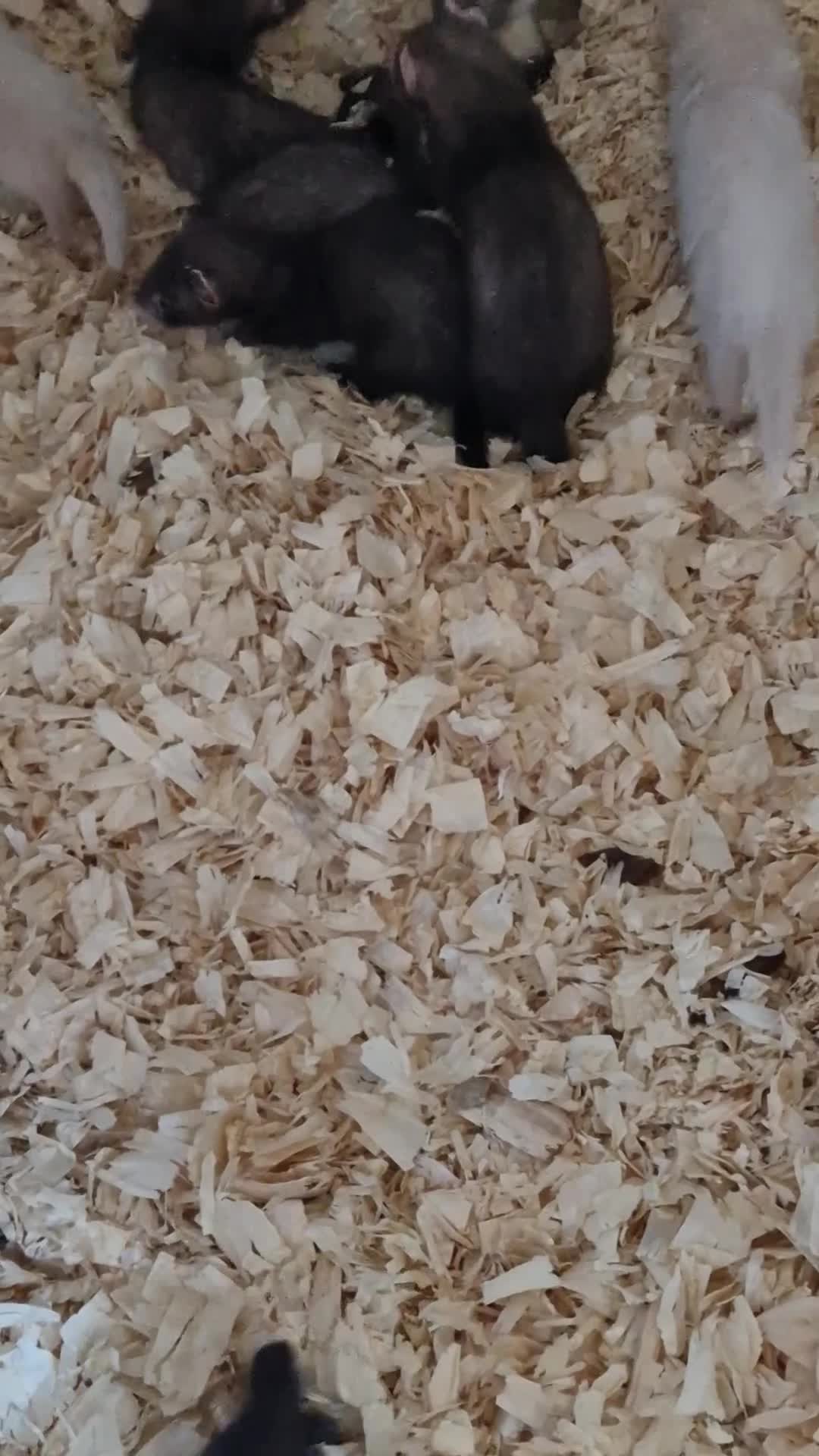 Ferret rodents for sale: Baby ferrets - Video 1