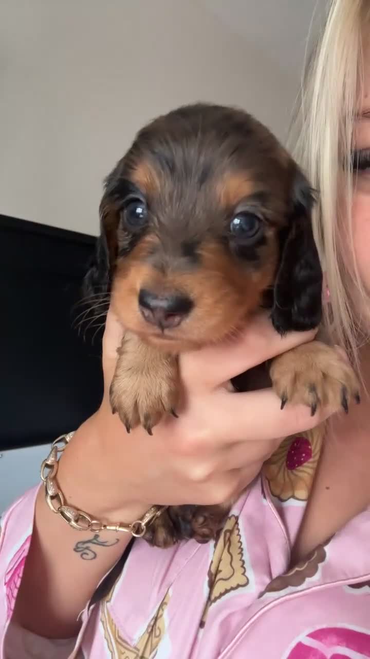 Miniature Dachshund dogs for sale: 🐾KC registered long-haired miniature dachshund 🐾 - Video 1