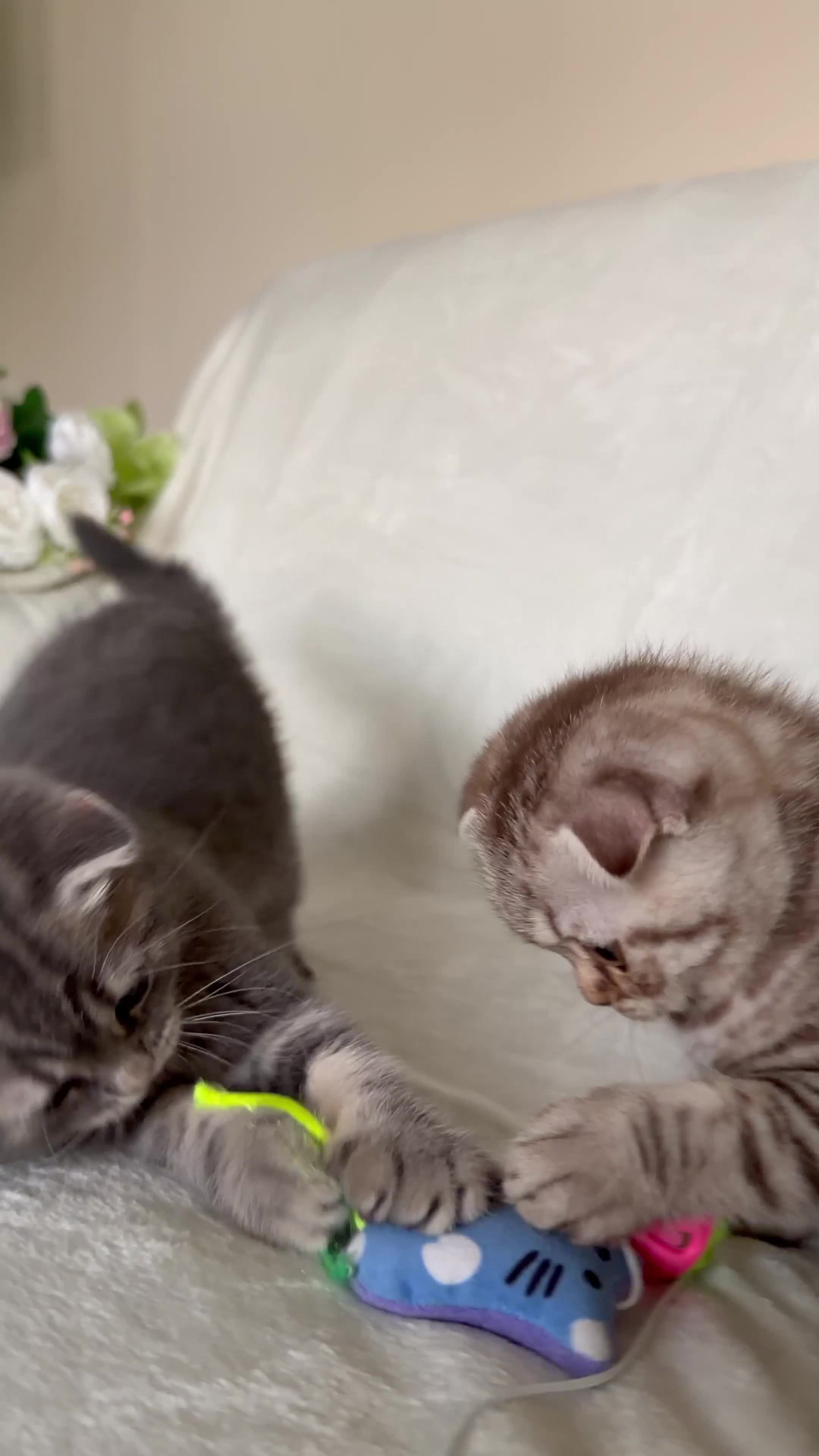 Scottish Fold cats for sale: Adorable Scottish Fold Kittens - Video 1