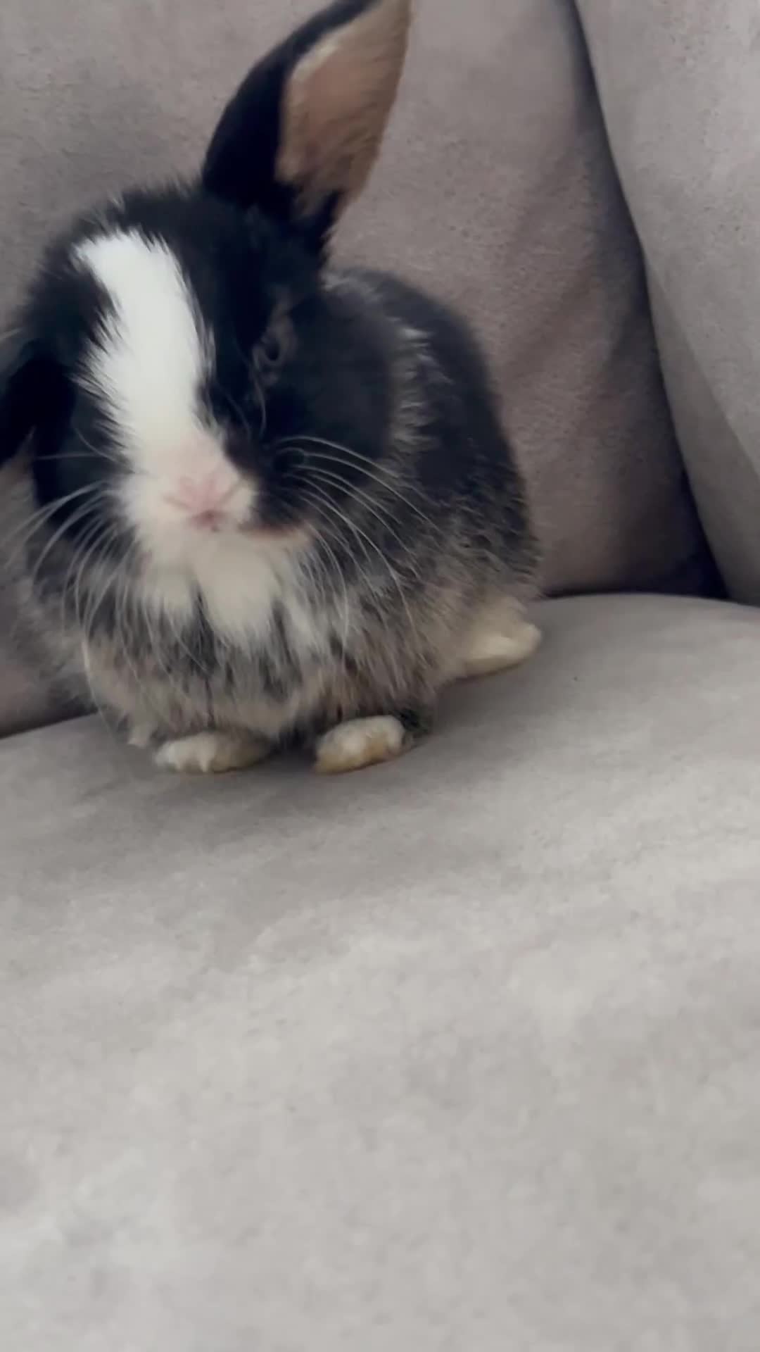 Mini Lop rabbits for sale:  7 weeks old Pure Bred Mini Lops Bunnies For Sale  - Video 1