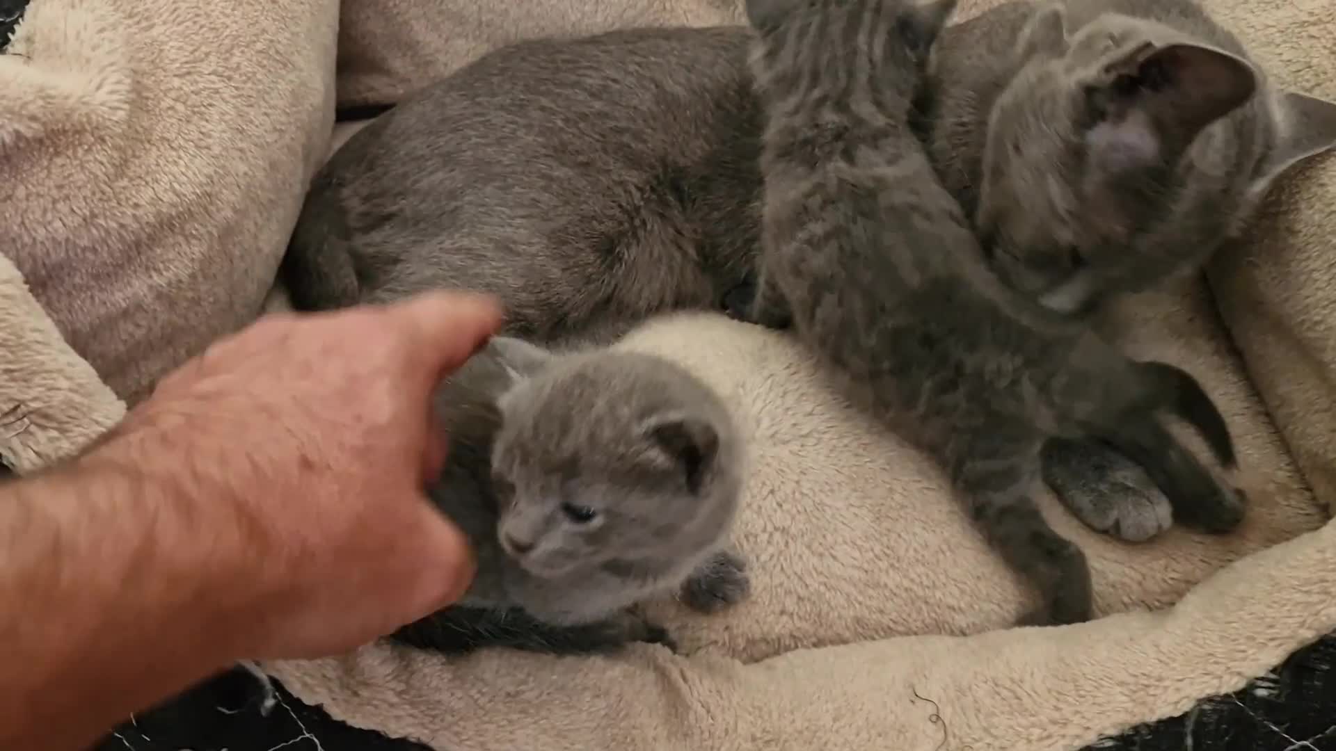 Russian Blue cats for sale: Pure Russian Blue kitten GIRL - Video 1