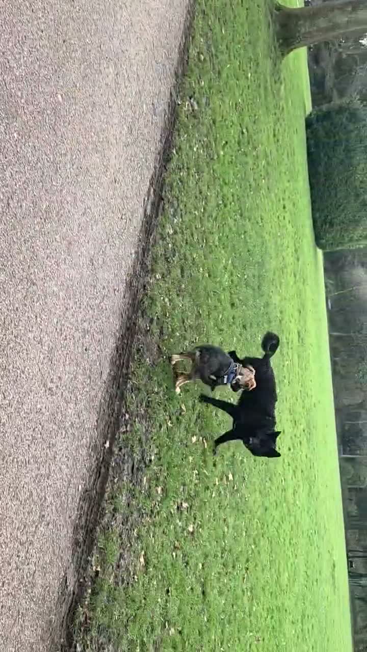 Mixed Breed dogs for sale: Gorgeous, loving boy for rehome in Liverpool - Video 1
