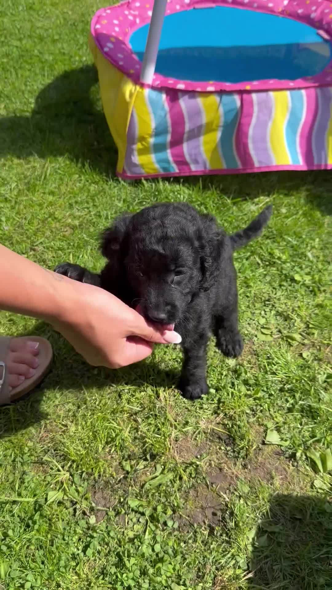 Cockapoo dogs for sale: Cockapoo puppies for sale 2 left  - Video 2