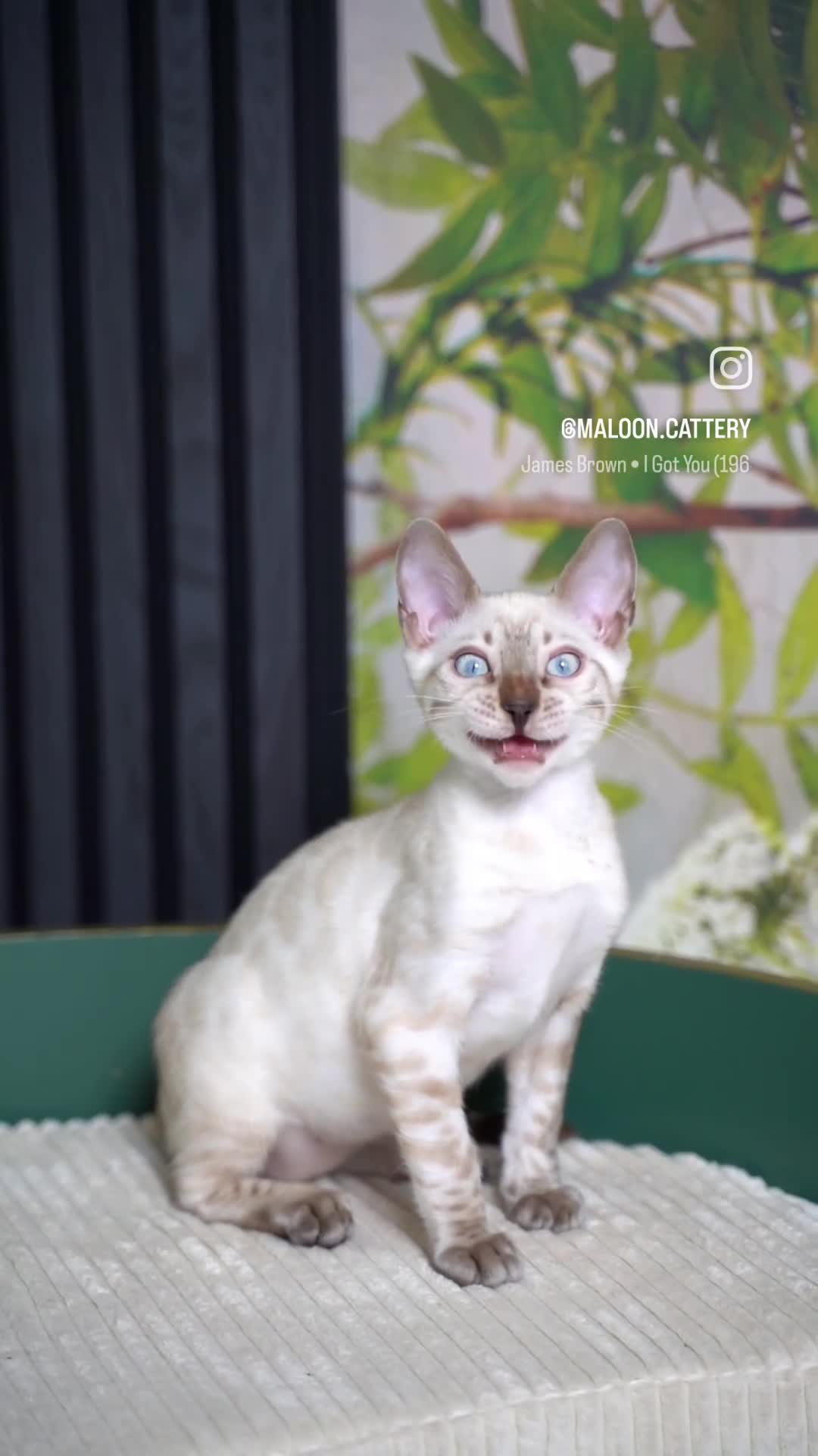 Bengal cats for sale: FRANCO- Snow Bengal Boy- Excellent traits-TICA reg - Video 1