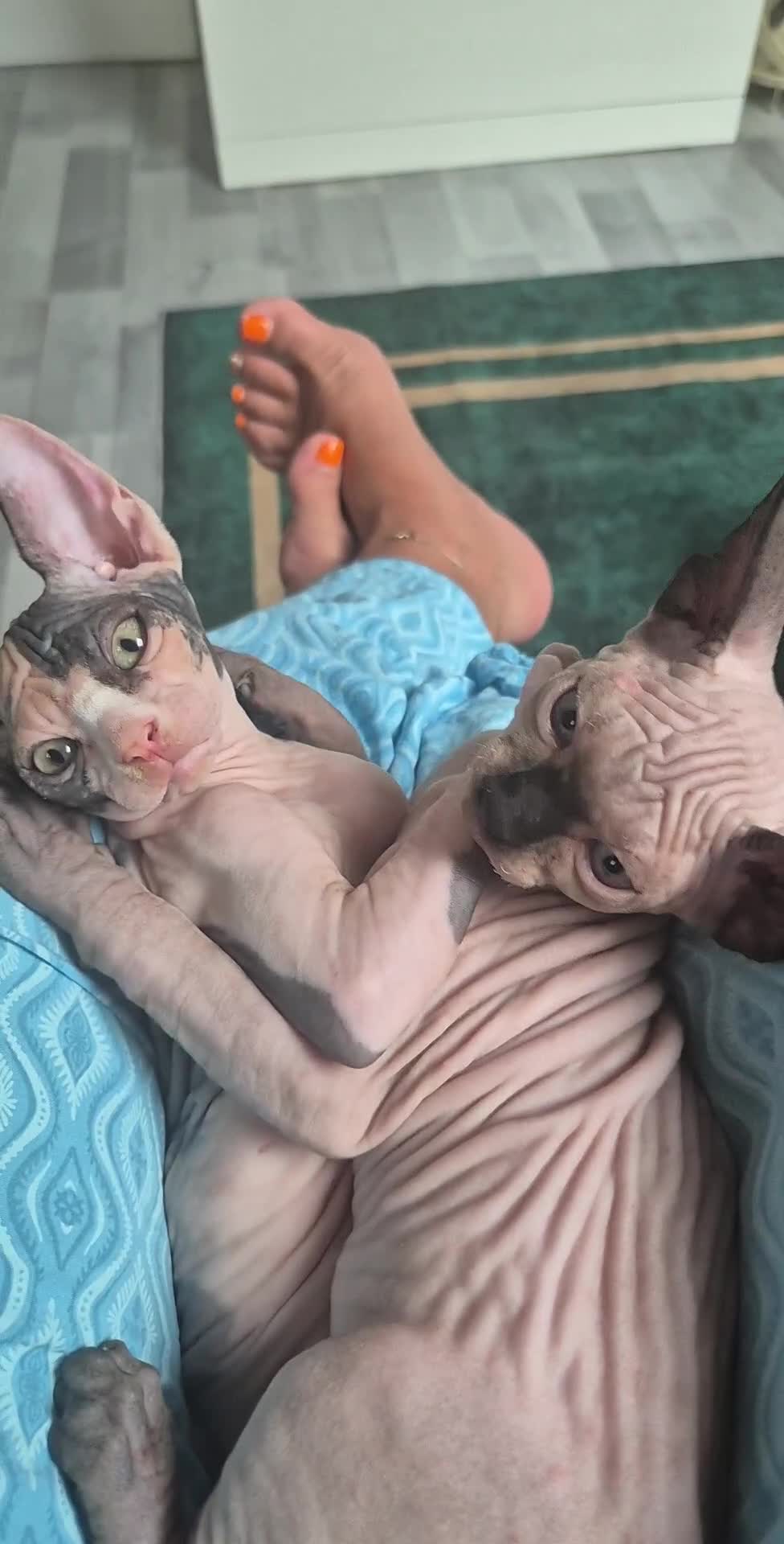 Sphynx cats for sale: Sphynx  - Video 1