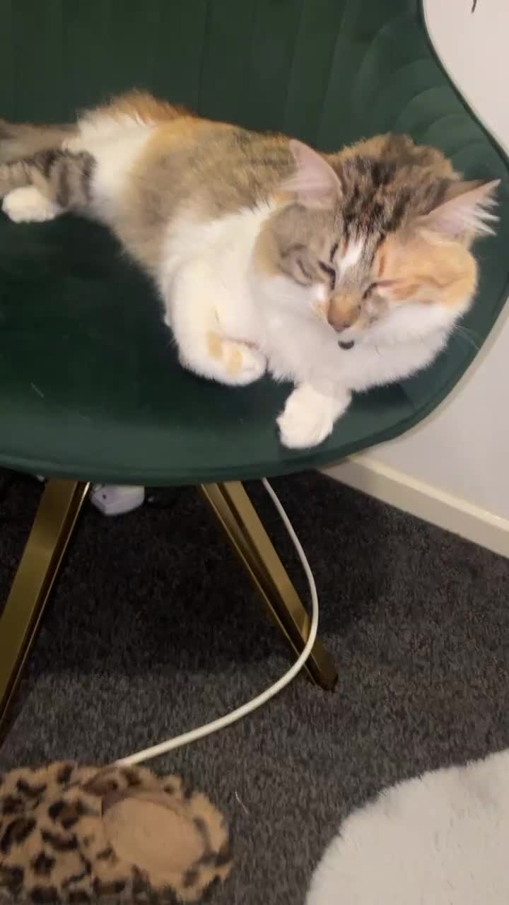 Mixed Breed cats for sale: Boy cat up for adoption - Video 3