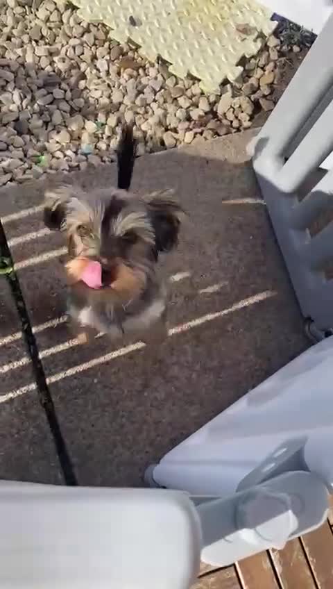 Yorkshire Terrier dogs for sale: Adorable miniature Yorkshire terrier - Video 2