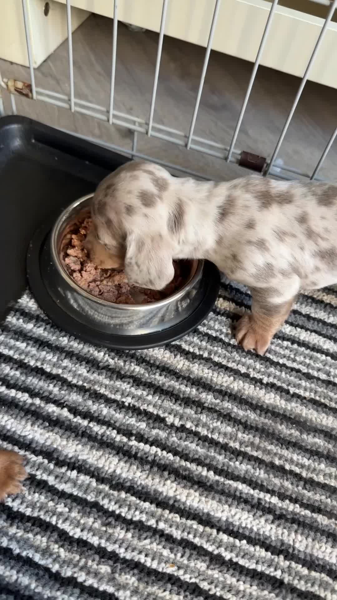 Dachshund dogs for sale: Beautiful litter of dachshund puppy’s  - Video 1