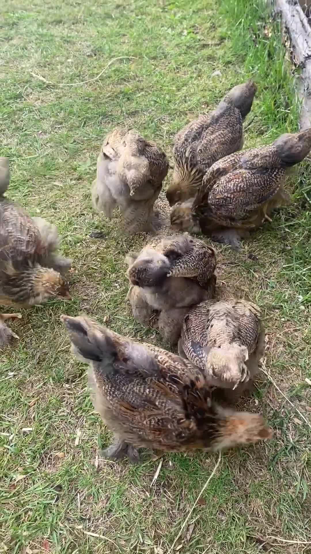 Chickens poultry for sale: Mixed chicks different ages in Castleford - Video 1