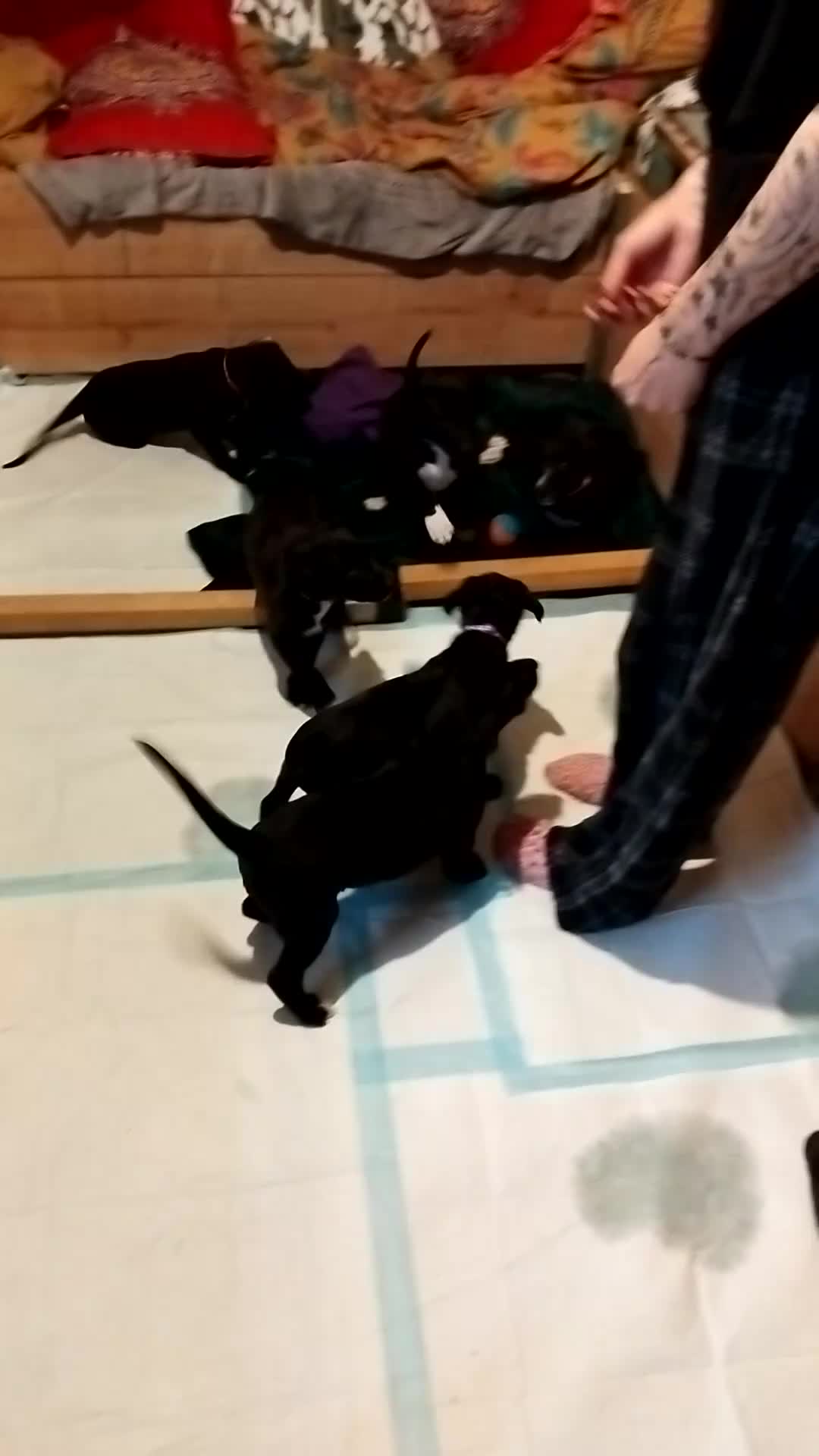 Lurcher dogs for sale: Bedlington greyhound x bull lurcher pups - Video 3