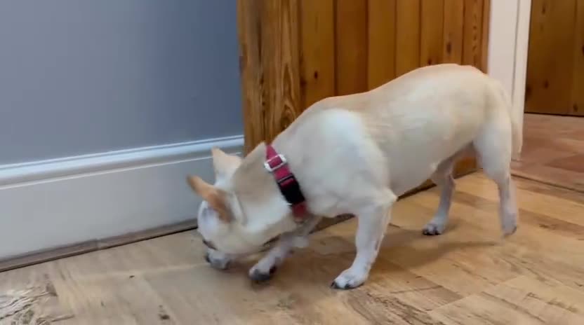 Chihuahua dogs for adoption: 🐾  BARRY - Friendly, Energetic Chihuahua Boy - Video 3