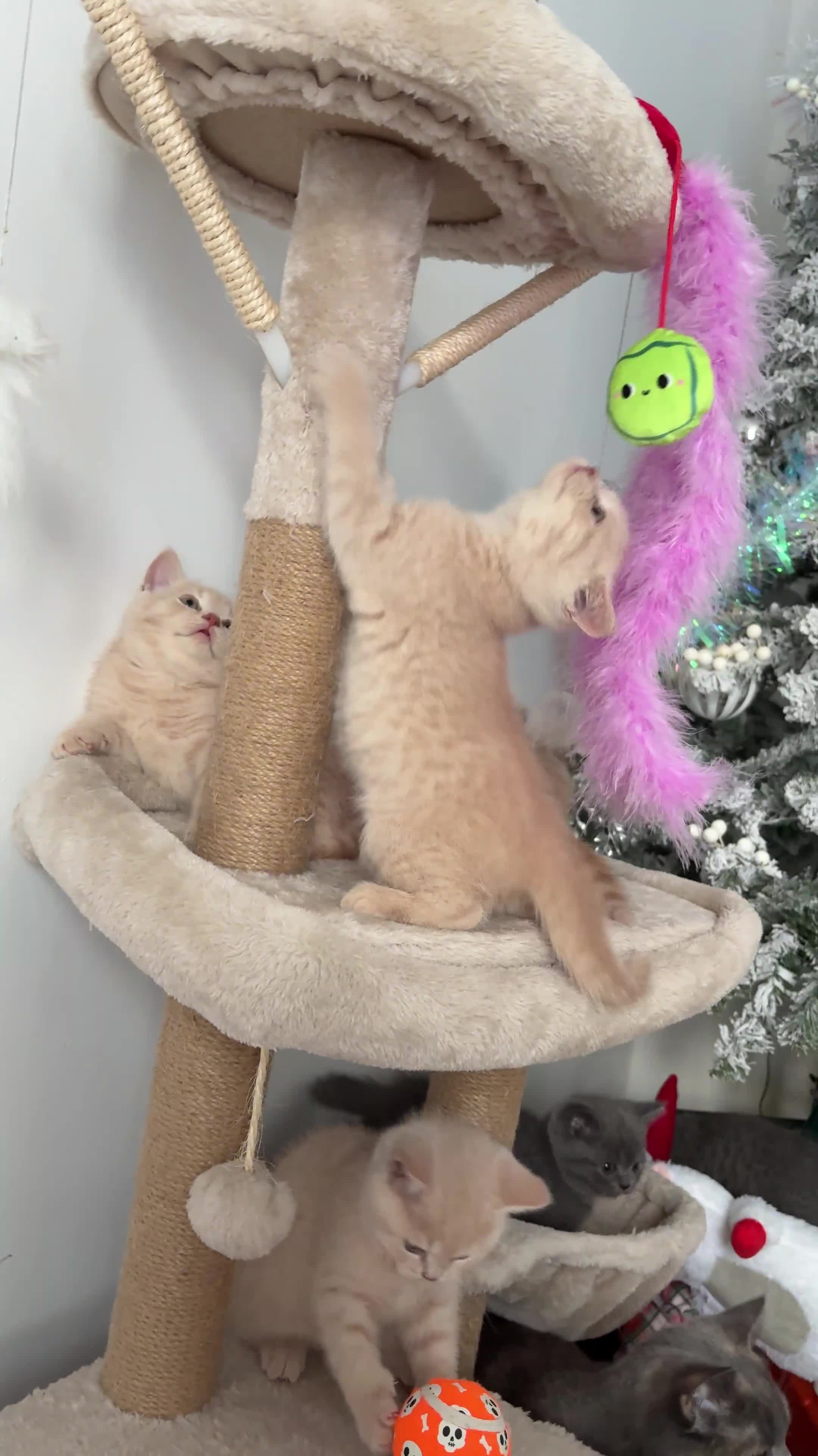 British Shorthair cats for sale: British Shorthair kittens – home raised  - Video 1