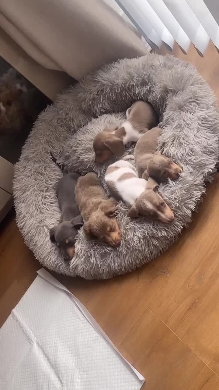 Miniature Dachshund dogs for sale: Last tiny female Miniature dachshund puppies  - Video 1