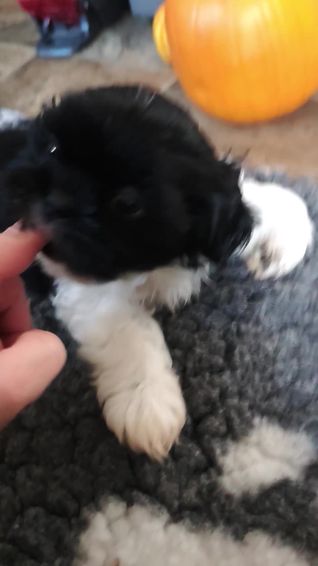 Shih Tzu dogs for sale: Shih Tzu puppies 1 boy available Redy Now!!! - Video 5