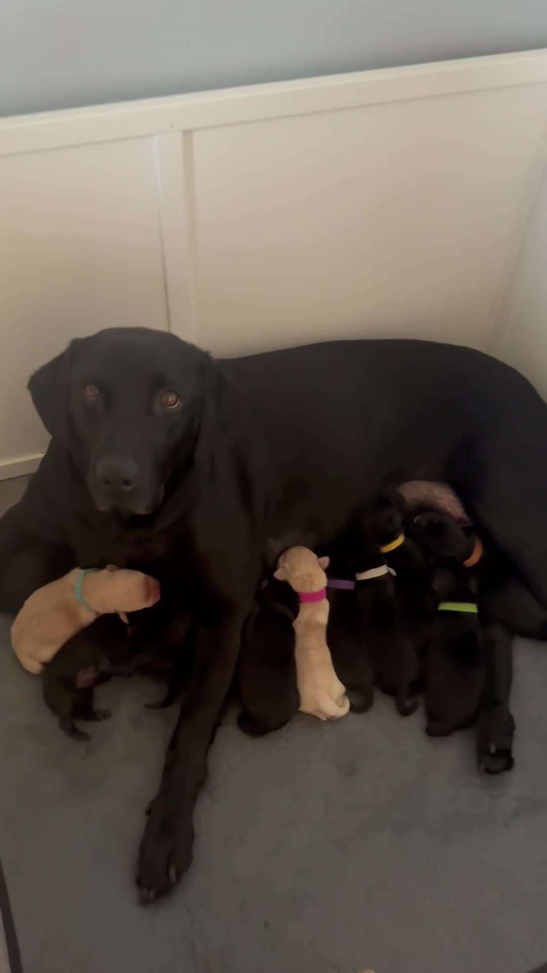 Labrador Retriever dogs for sale: Labrador puppies  - Video 2