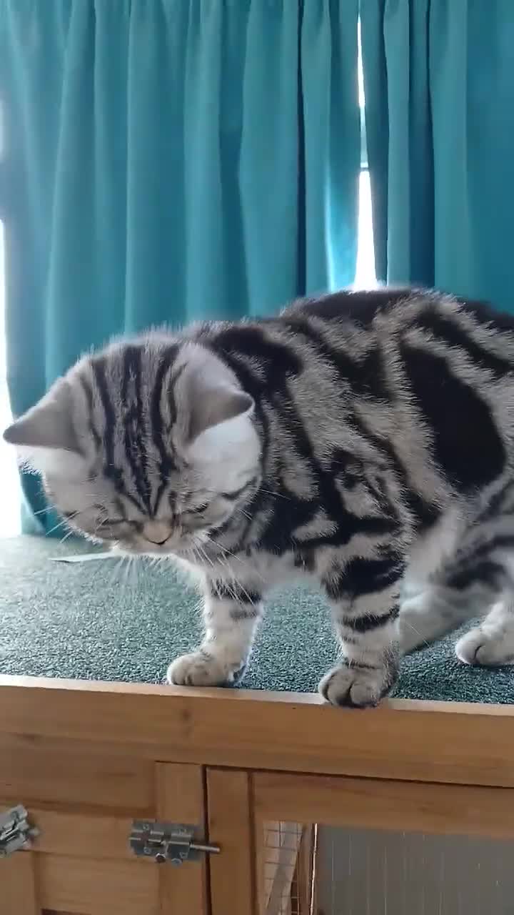 British Shorthair cats for sale: Bsh. Active Silver Classic Tabby. - Video 2