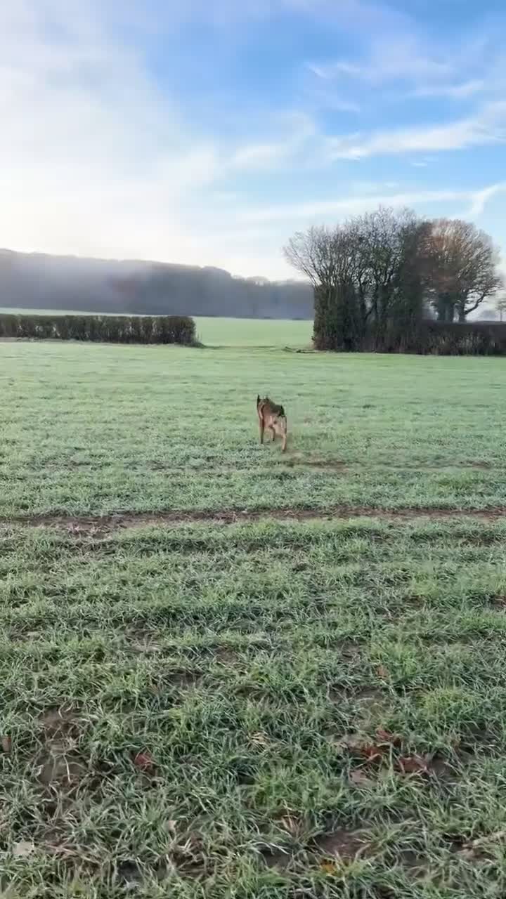 Mixed Breed dogs for sale: Bullet   - Video 4