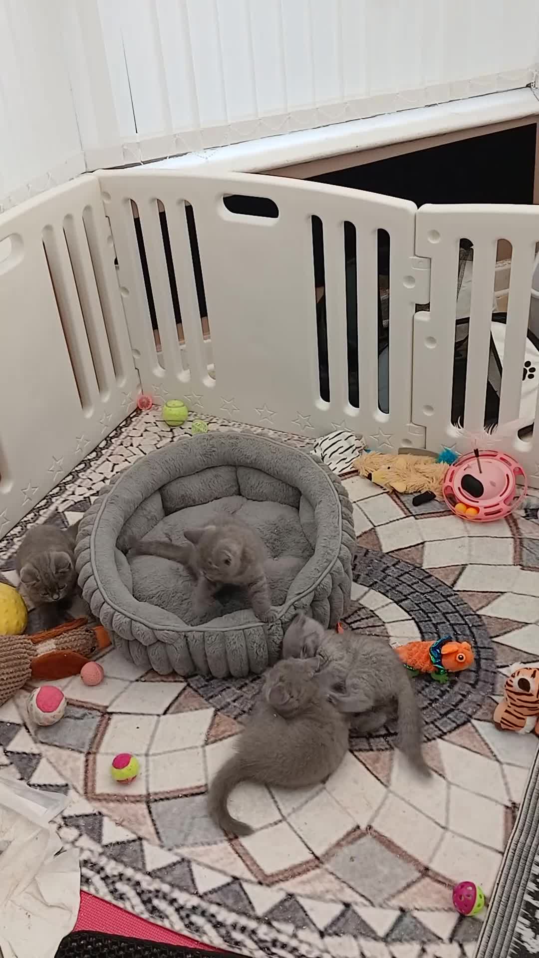 Brazilian Shorthair cats for sale: Full pedigree British Shorthair kittens for sale  - Video 1