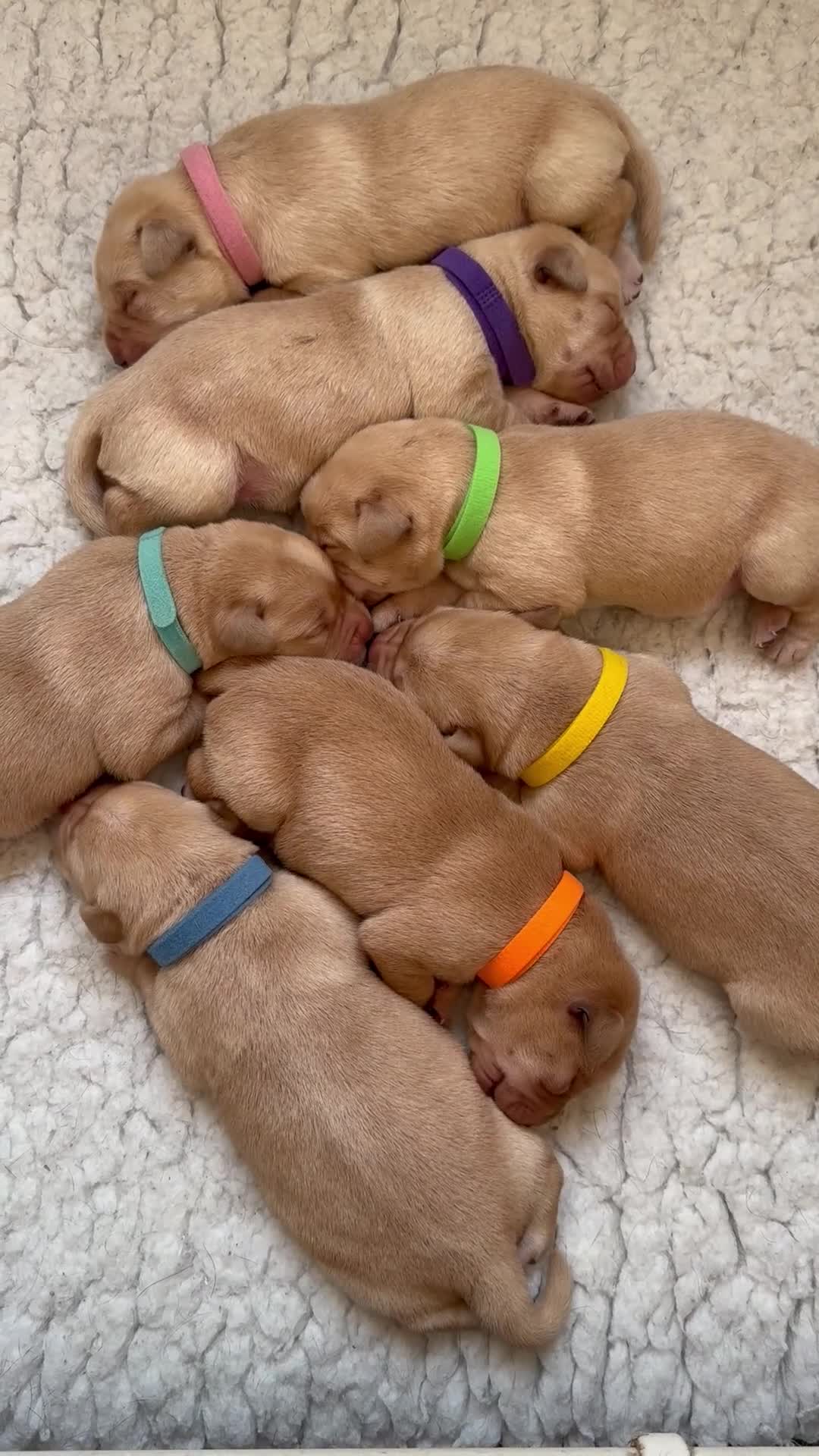 Labrador Retriever dogs for sale: K.C.Reg Superb Labrador Puppies - Video 1
