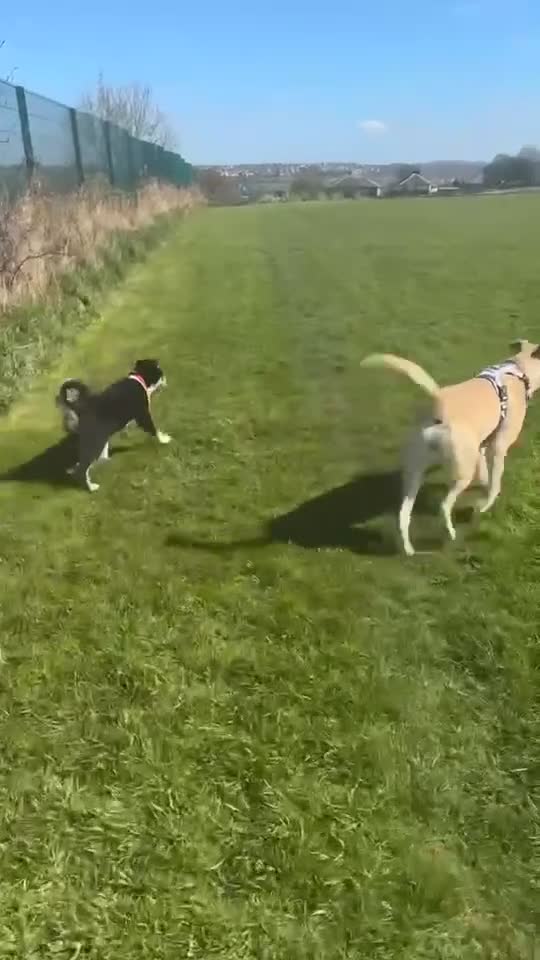 Mixed Breed dogs for sale: Zeus the Akita cross Labrador retriever  - Video 1