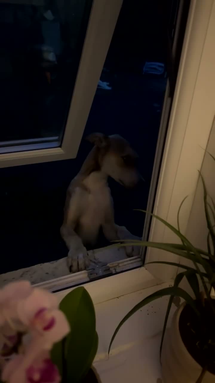 Mixed Breed dogs for sale: Staffy x Lurcher Puppy in Newcastle upon Tyne - Video 1