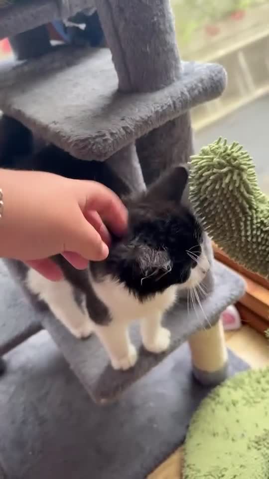 Mixed Breed cats for sale: Zeus is looking for a new home  - Video 1