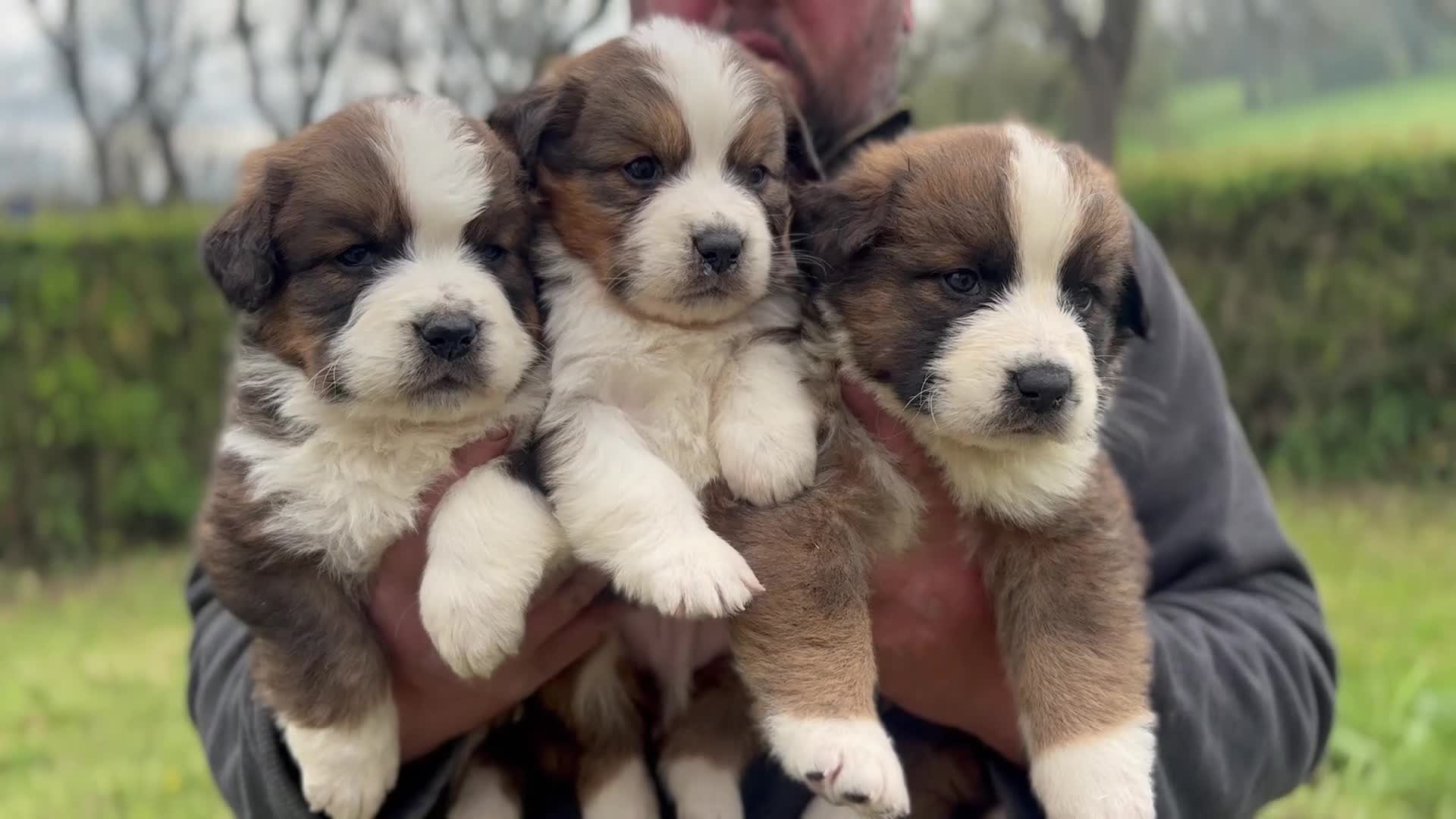 Bernese Mountain Dog dogs for sale: Stunning Saint Bernese Puppies for sale - Video 1