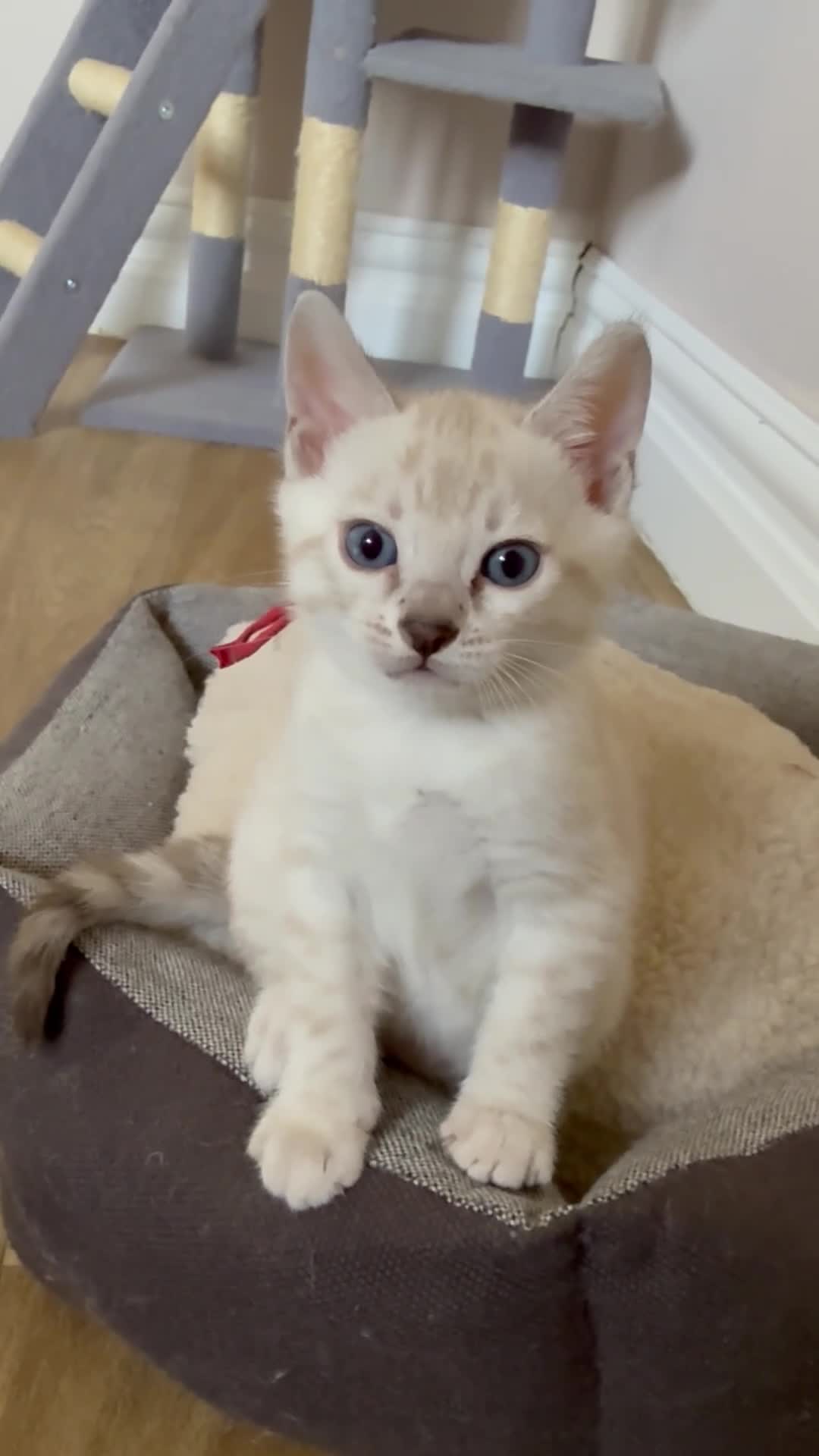 Bengal cats for sale: Tempest Bengala TICA registered kittens  - Video 4