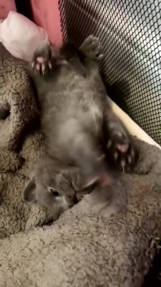 Russian Blue cats for sale: Russian blue kittens  - Video 1