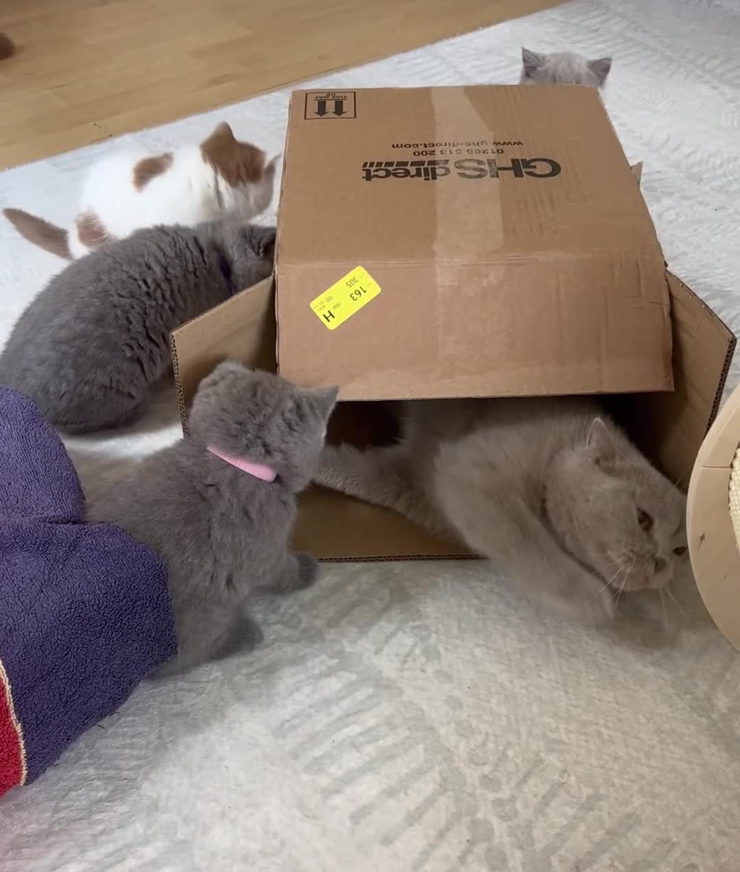 British Shorthair cats for sale: 🏆Exceptional GCCF BSH Kittens Available🏆  - Video 1