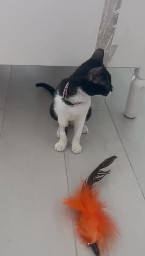 Mixed Breed cats for adoption: DAISY GIRL  CUTE AS A BUTTON KITTEN NEEDS her HOME - Video 1