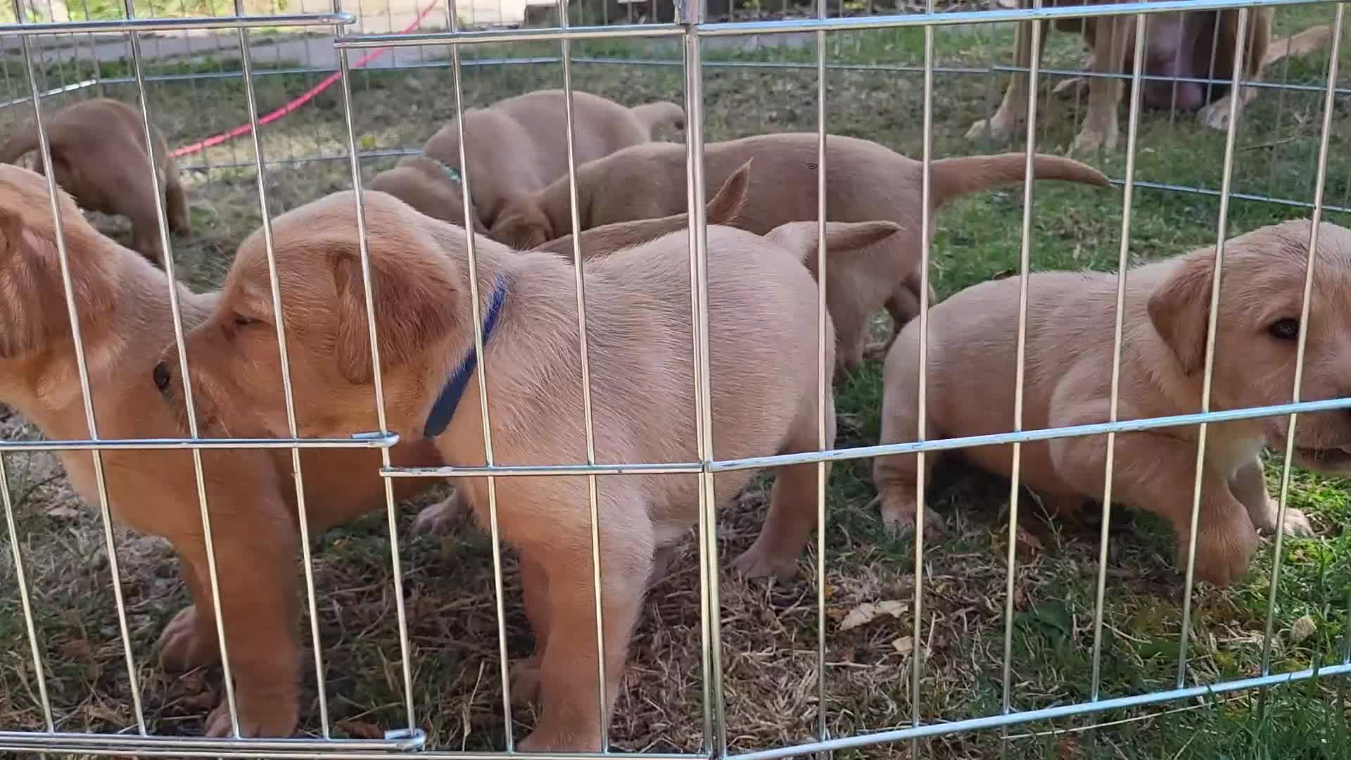 Labrador Retriever dogs for sale: Fox red Labrador puppies - Video 2