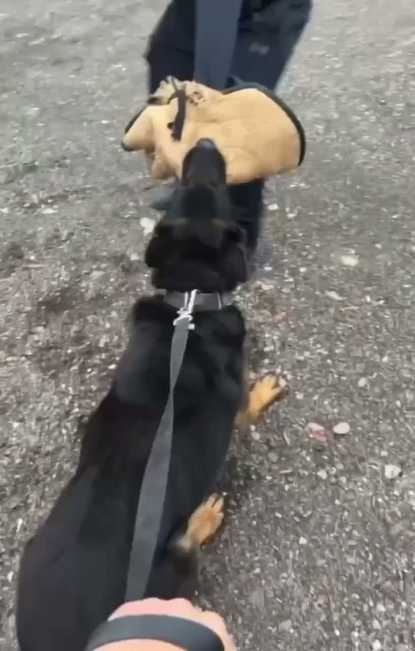 Belgian Shepherd Dog dogs for stud: Belgium Malinois for stud  in Telford - Video 2