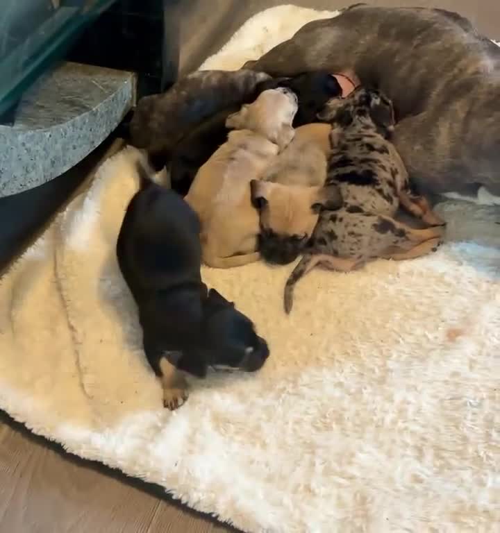 Mixed Breed dogs for sale: Beautiful Frenchie cross dachshund puppies   - Video 1