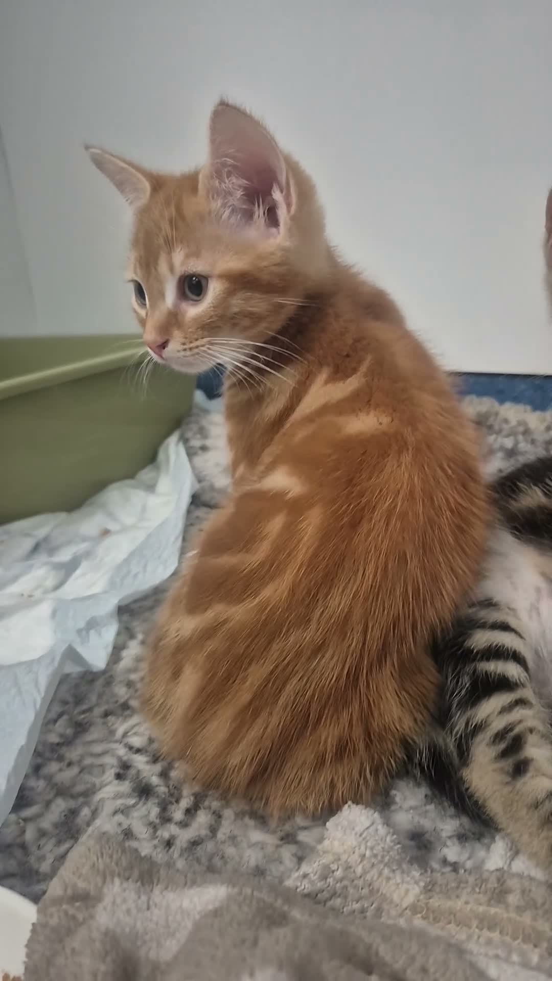 Domestic Shorthair cats for sale: One male & 1 female left. Foster kittens 😸 - Video 1