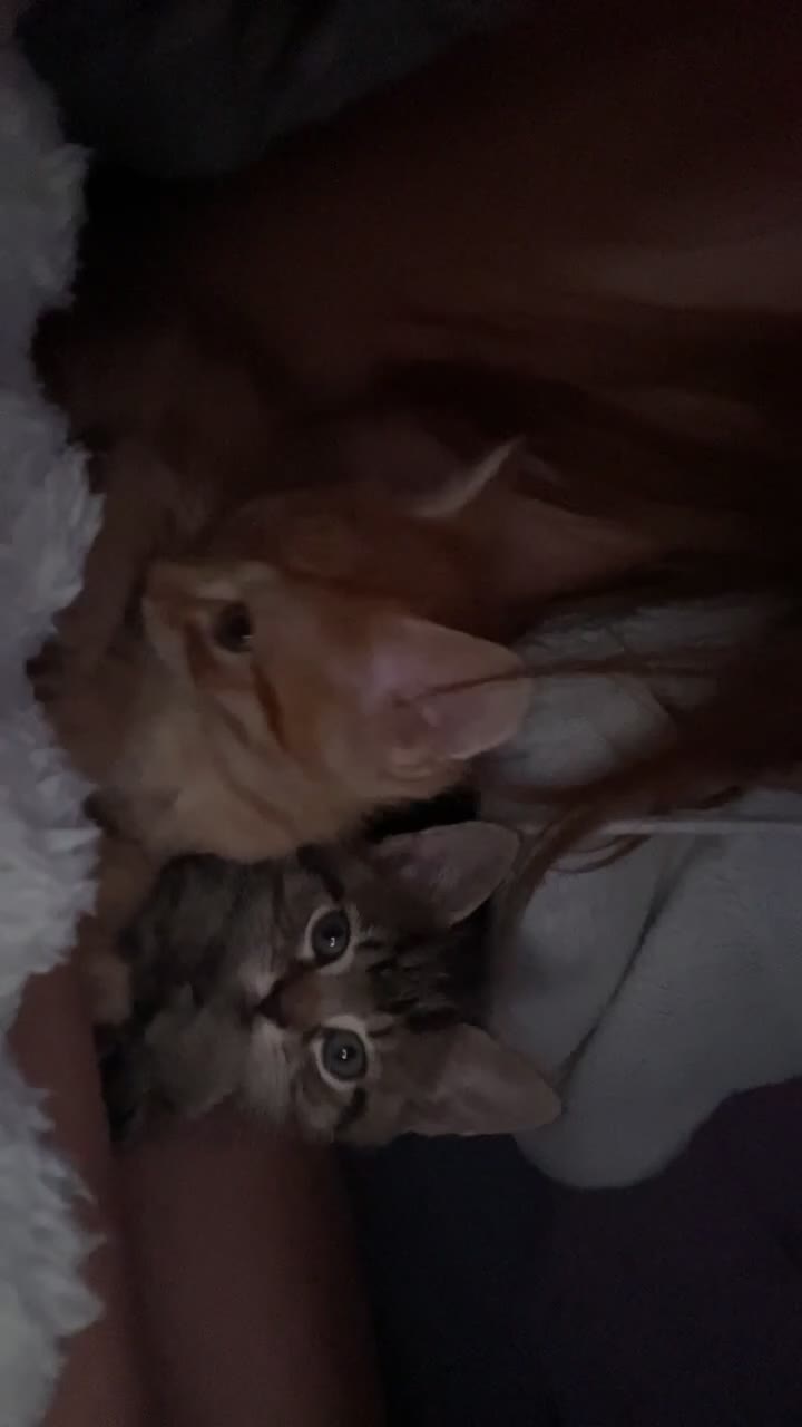 Mixed Breed cats for sale: 5 beautiful kittens ready to go! - Video 1