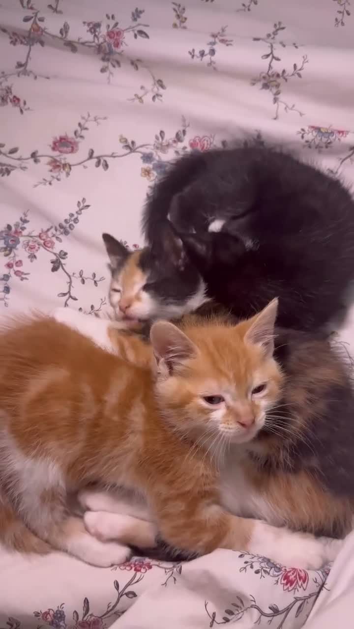 Mixed Breed cats for sale: Mixed Breed Litter in Coventry - Video 1