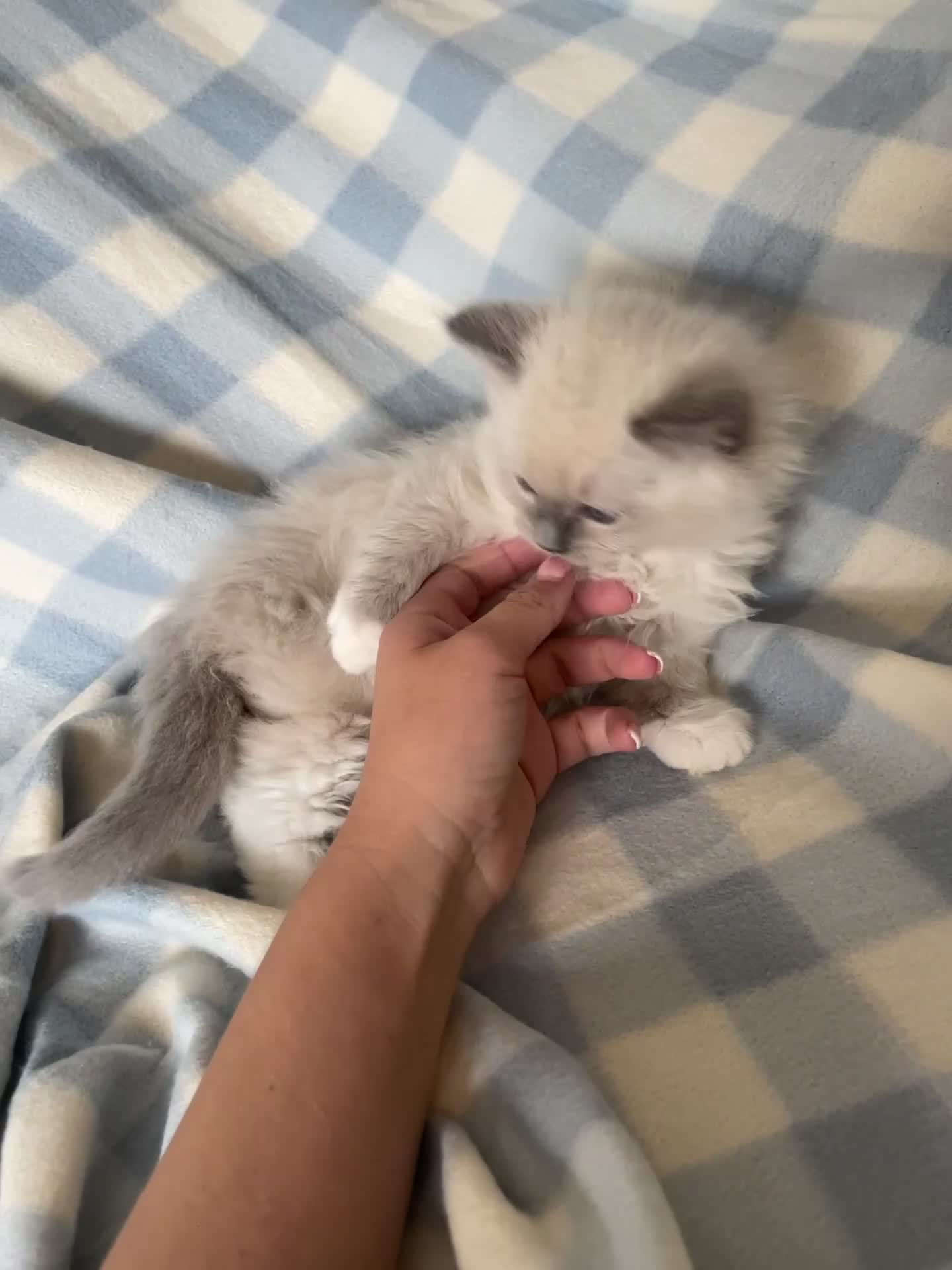 Ragdoll cats for sale: 🌸Extensively health tested Tica reg. kittens🌸 - Video 1