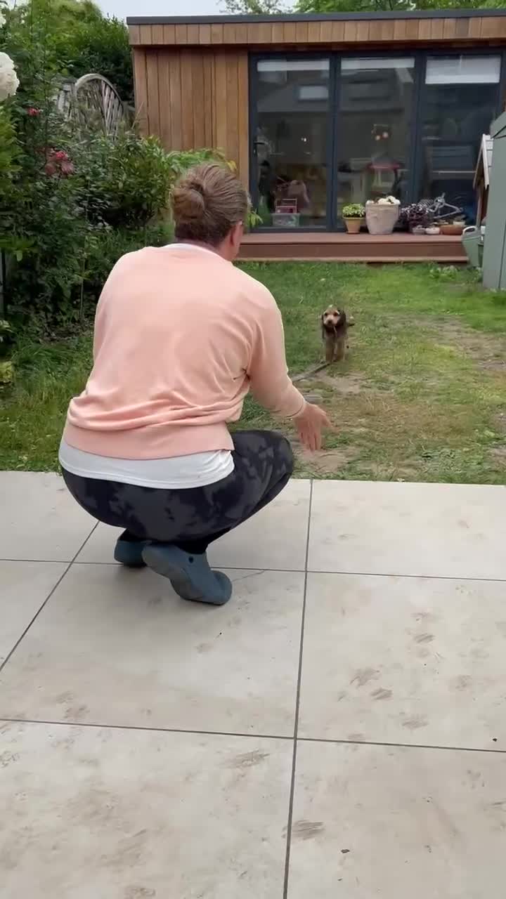 Cocker Spaniel dogs for sale: Extensively Health Tested HOUSE TRAINED puppys - Video 1