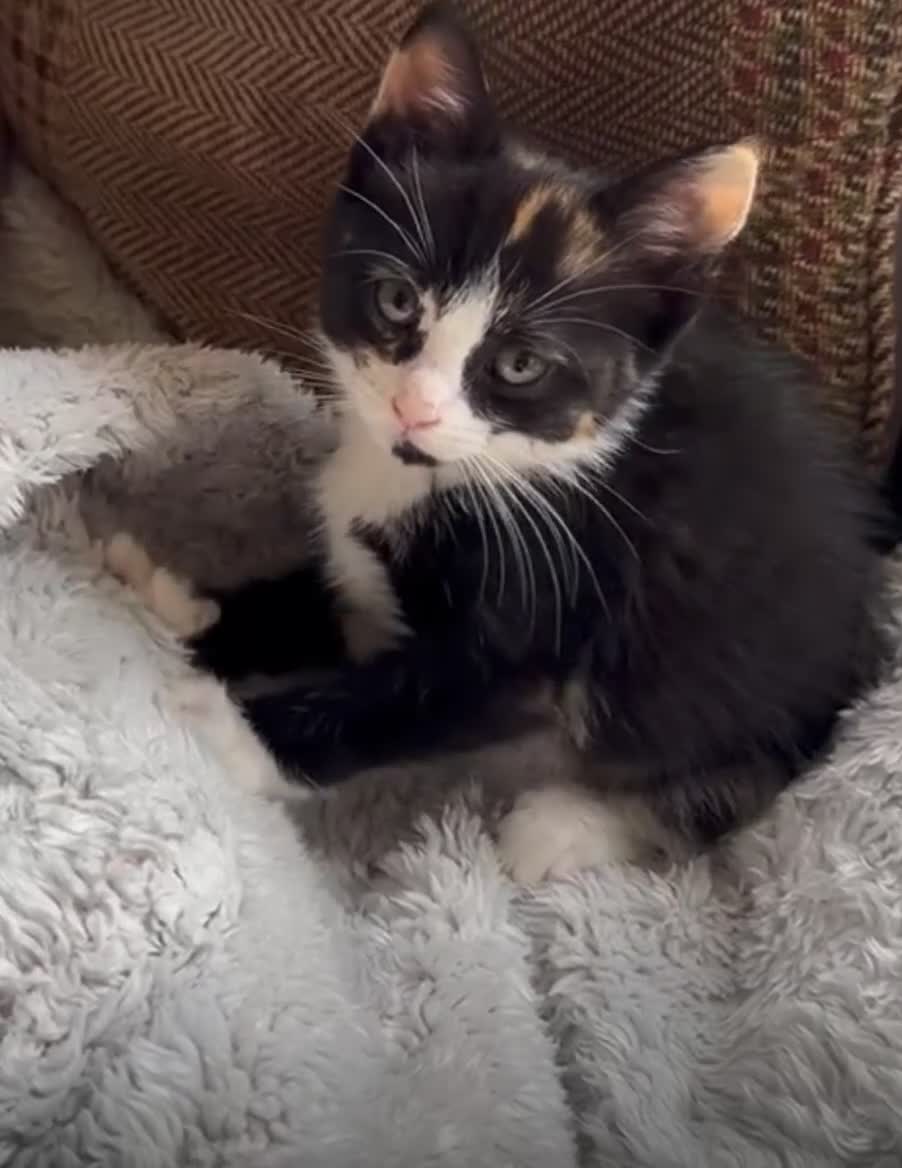 British Shorthair cats for adoption: 🆘 TINY KITTENS; WE NEED HELP!! 🆘 - Video 3