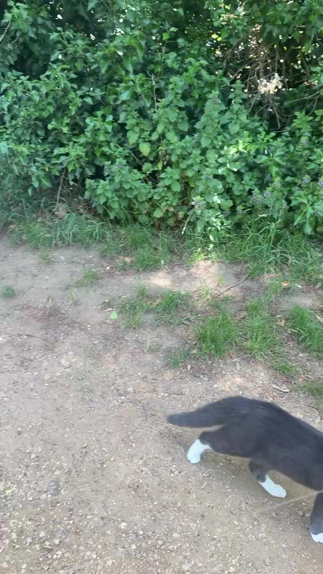 Rottweiler dogs for stud: Champion Bloodline Rottweiler Stud - Video 1