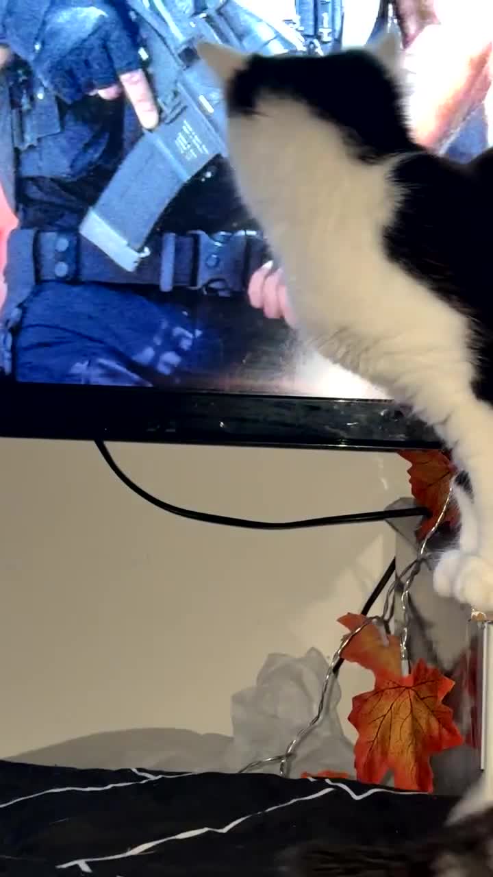 Domestic Shorthair cats for sale: Ziggy, zeke and zane, rescued kittens🥰 - Video 1